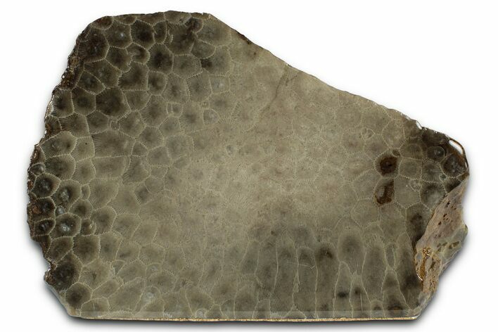 Free-Standing, Petoskey Stone (Fossil Coral) Section - Michigan #356980